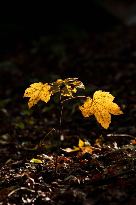 Herbststimmung