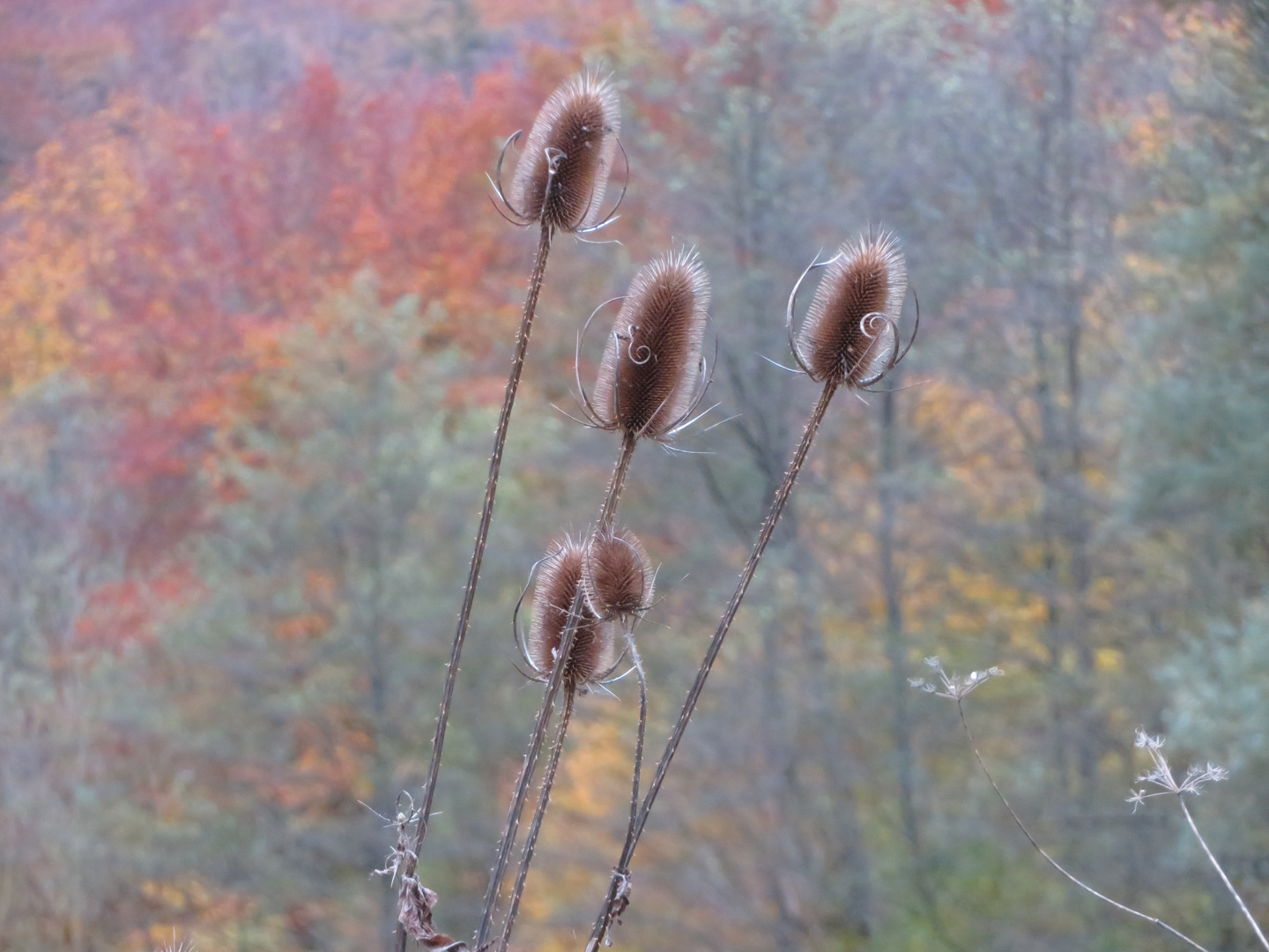 Herbststimmung