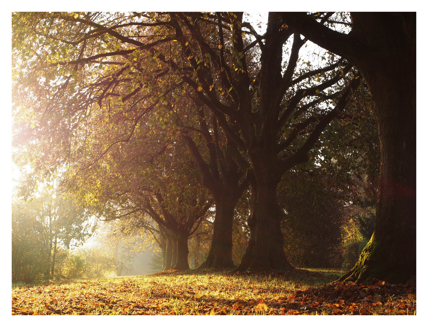 Herbststimmung