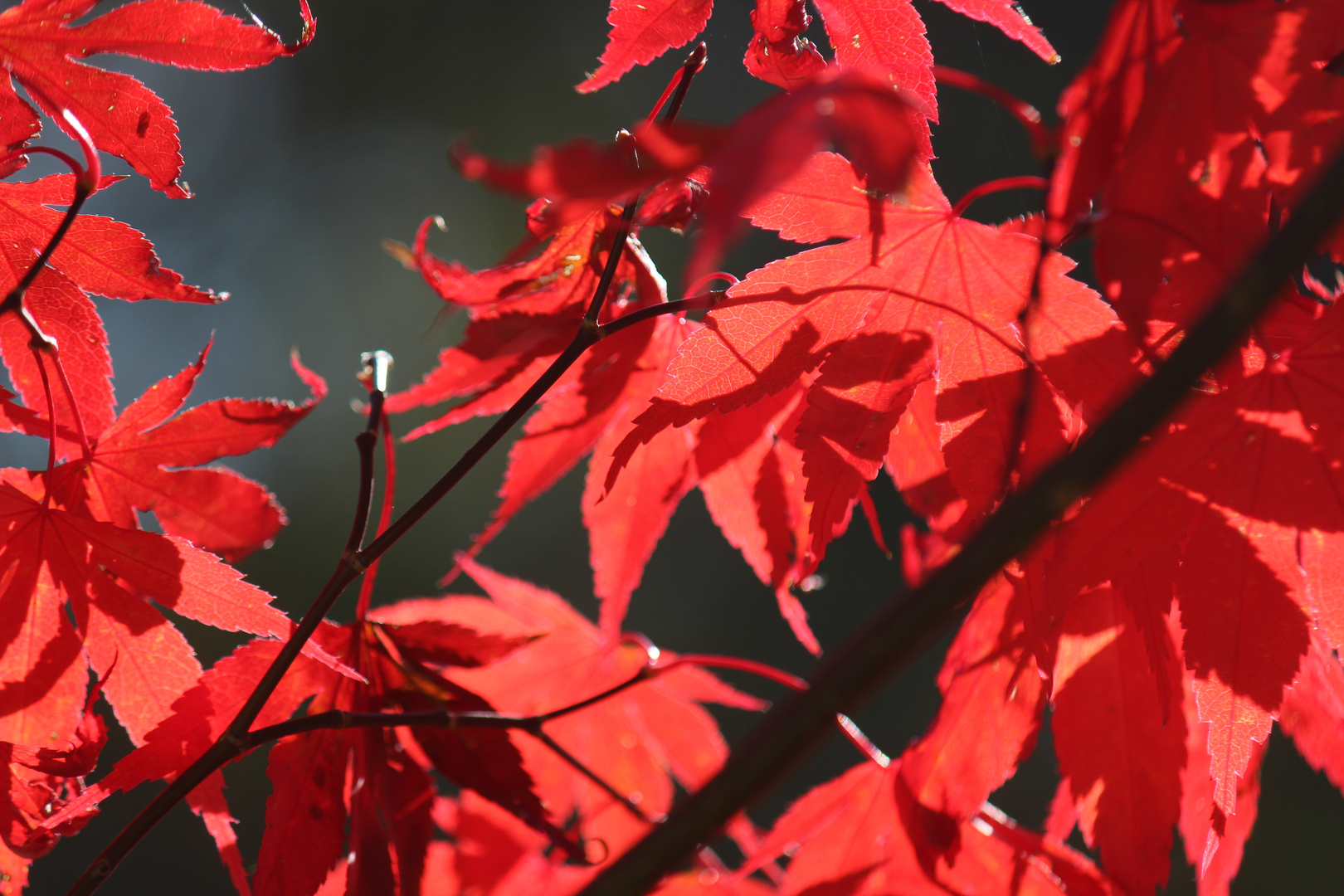 Herbststimmung