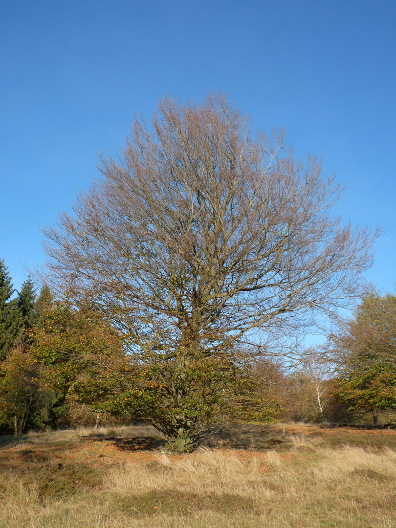 Herbststimmung 2