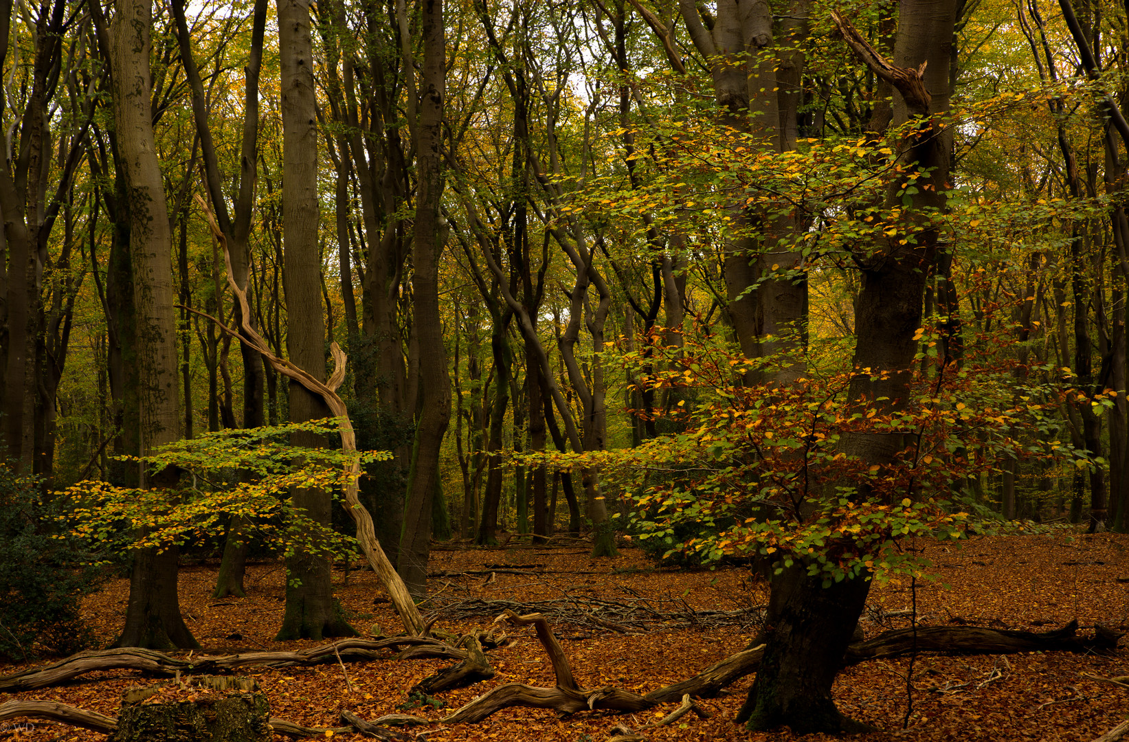 Herbststimmung 2