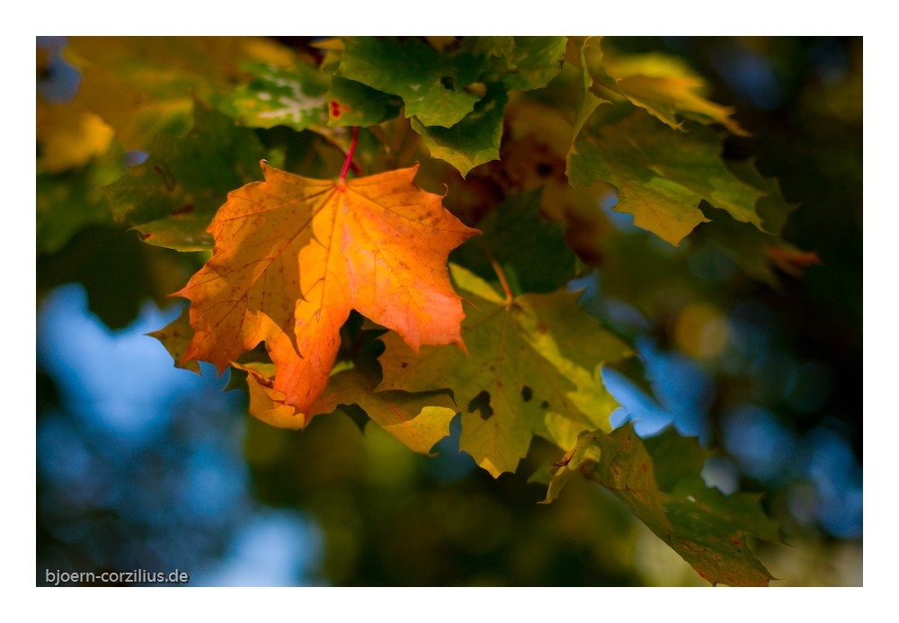 Herbststimmung 2