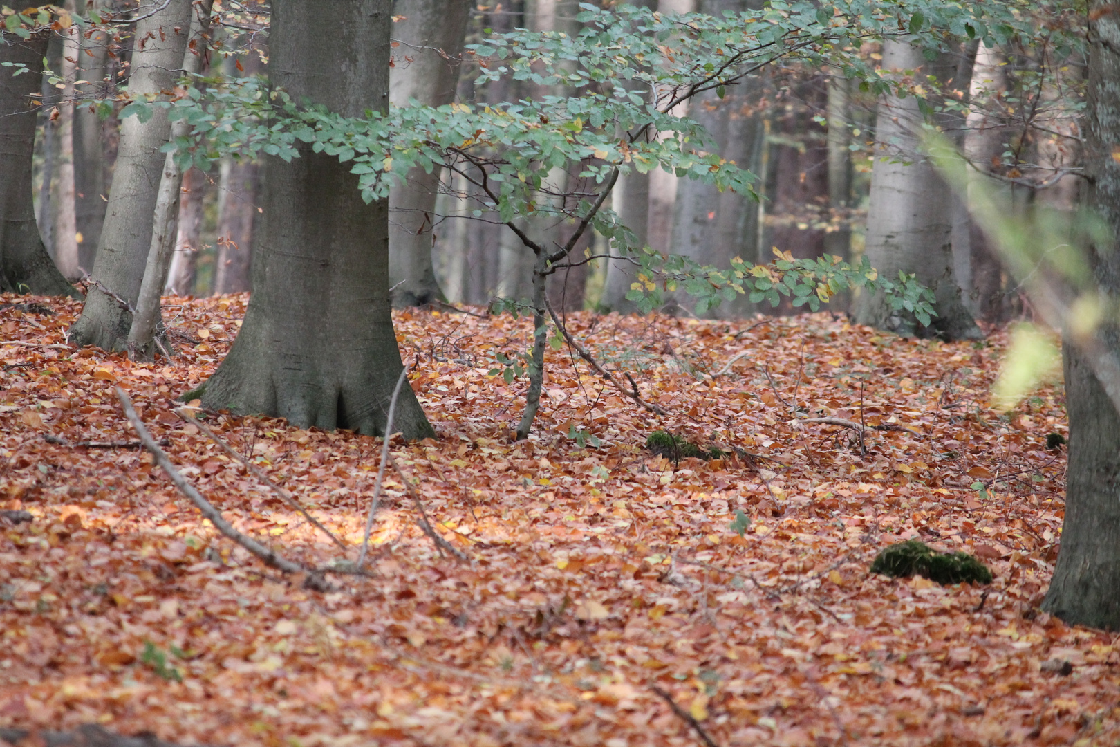 Herbststimmung...