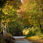 Herbststimmung 2018 im Rheingau