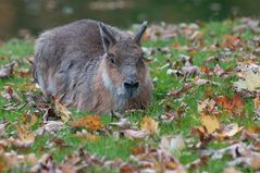 Herbststimmung