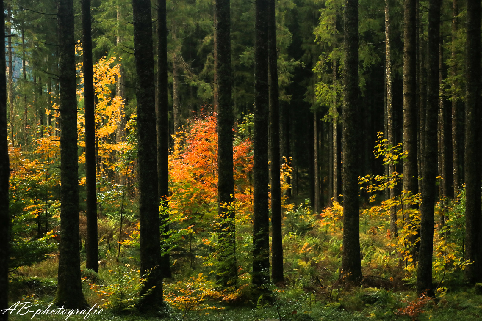 Herbststimmung