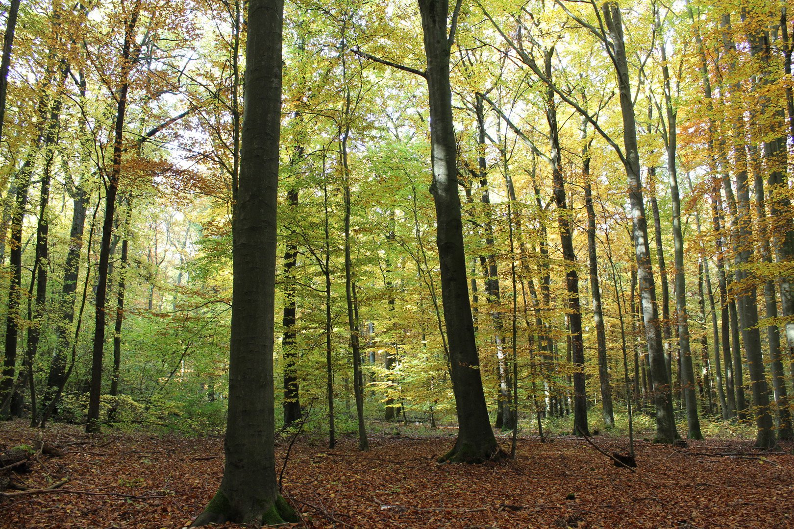 Herbststimmung