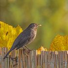 Herbststimmung