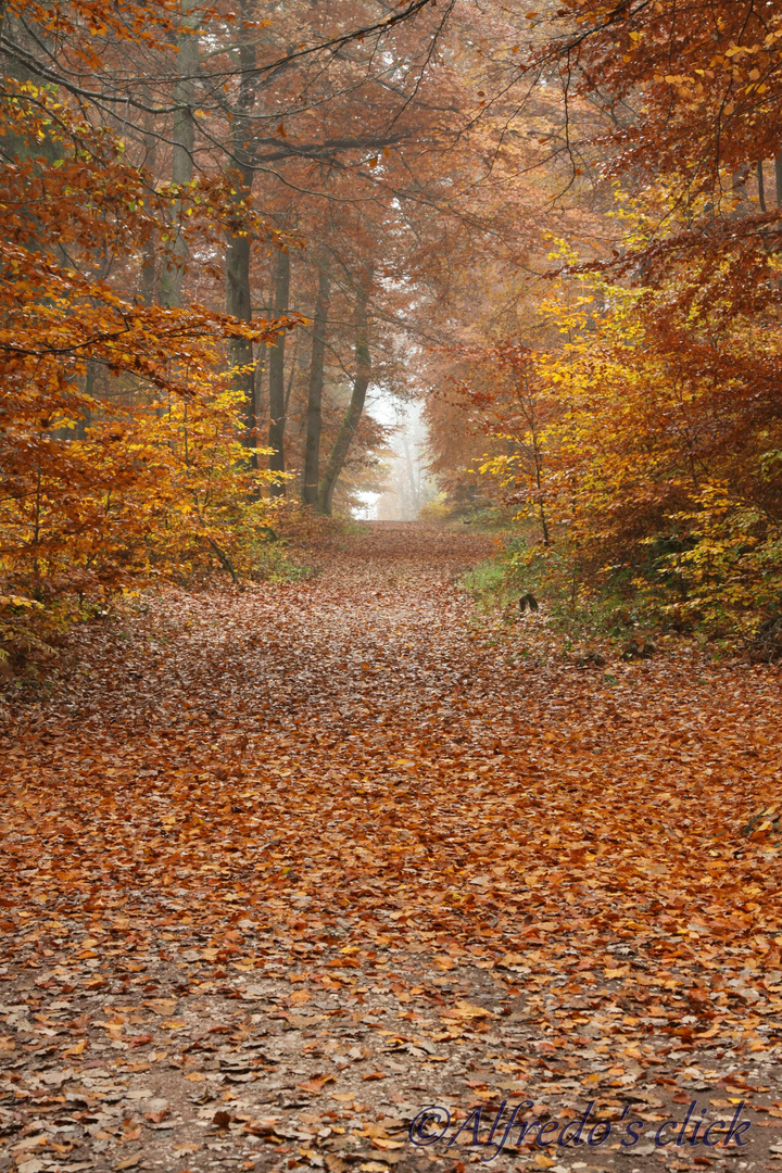 Herbststimmung