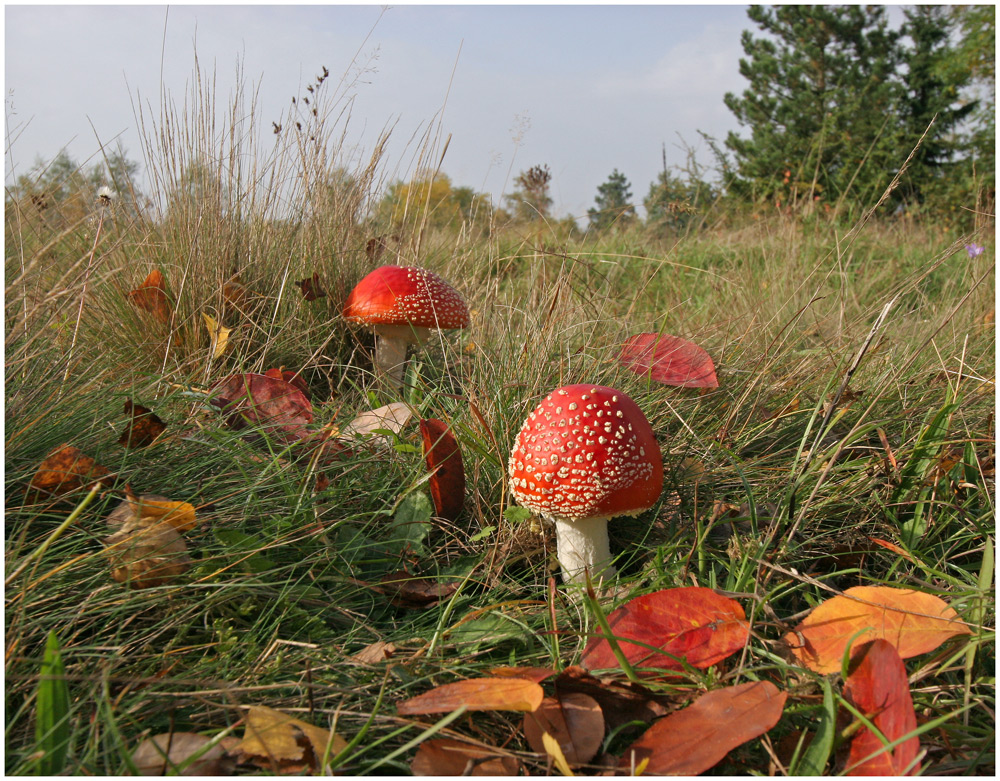 Herbststimmung