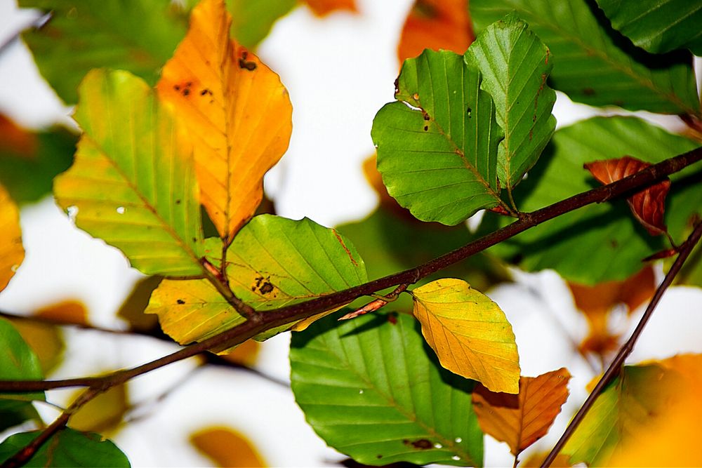 Herbststimmung