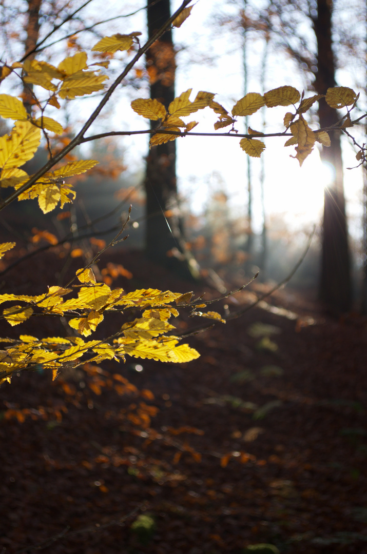 Herbststimmung