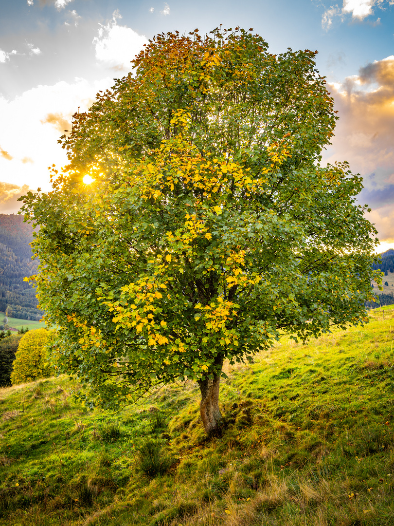 Herbststimmung