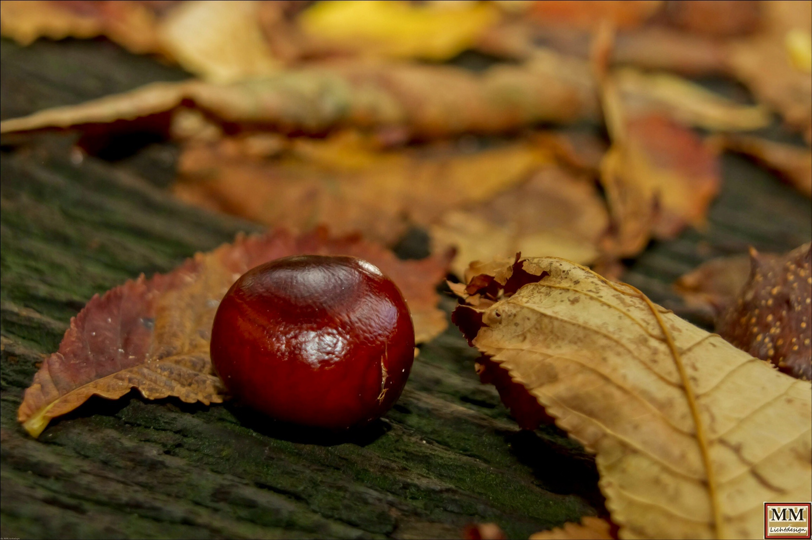 Herbststimmung