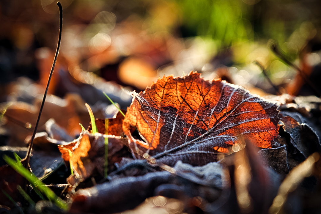 Herbststimmung