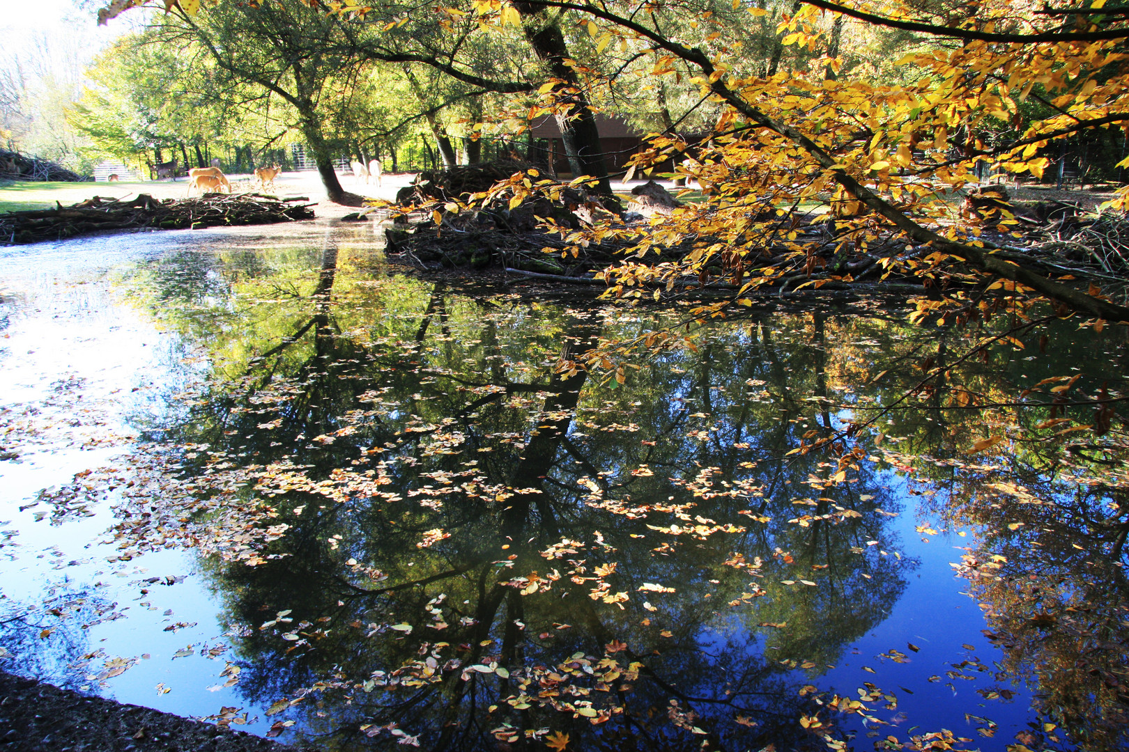 Herbststimmung 3