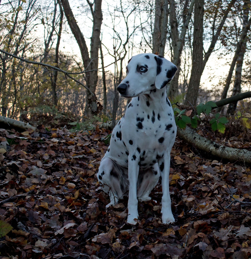 Herbststimmung