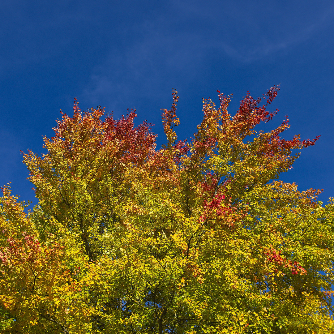 Herbststimmung