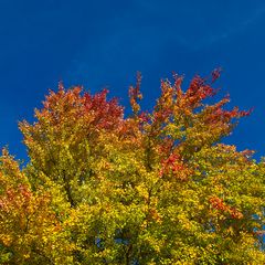 Herbststimmung