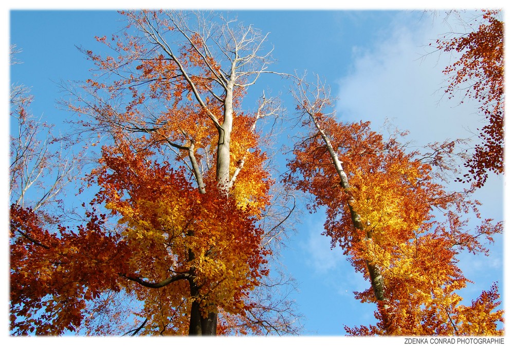 Herbststimmung