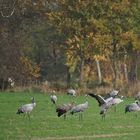 Herbststimmung