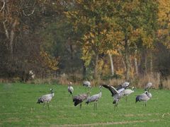 Herbststimmung