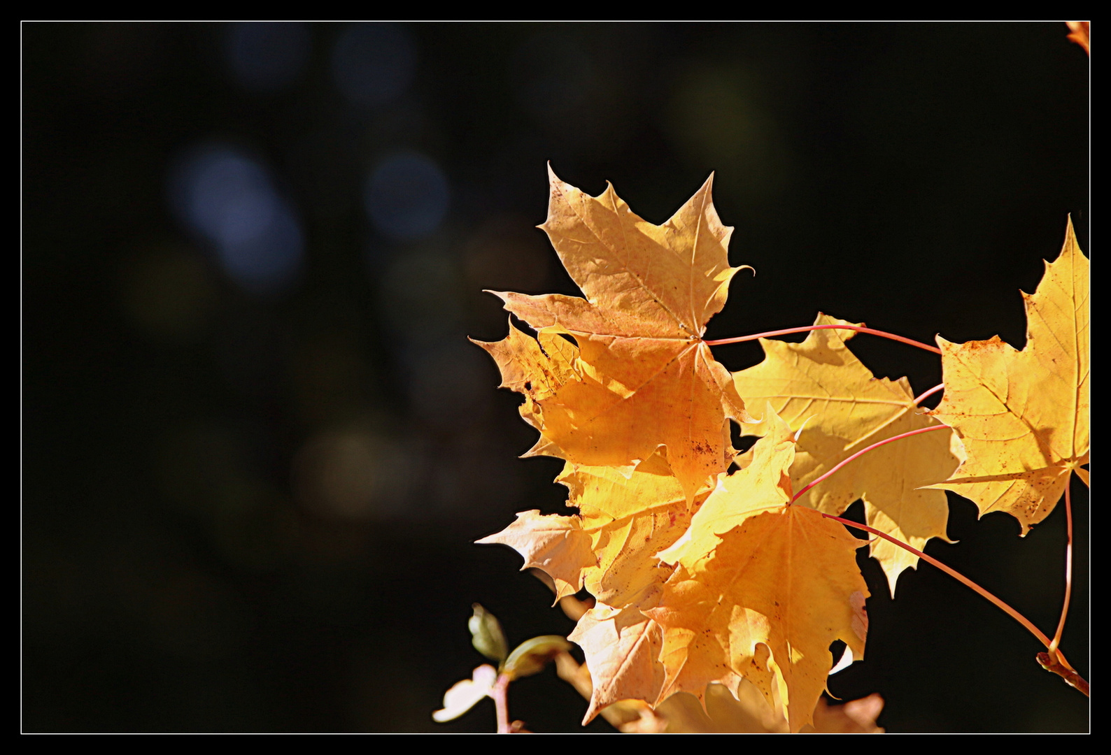 Herbststimmung