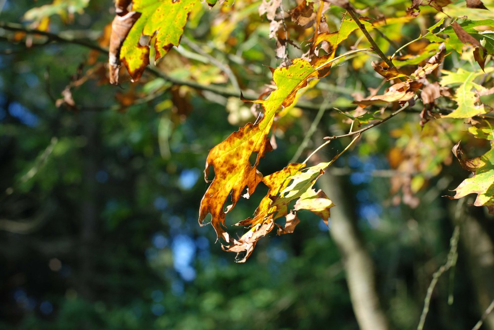 Herbststimmung