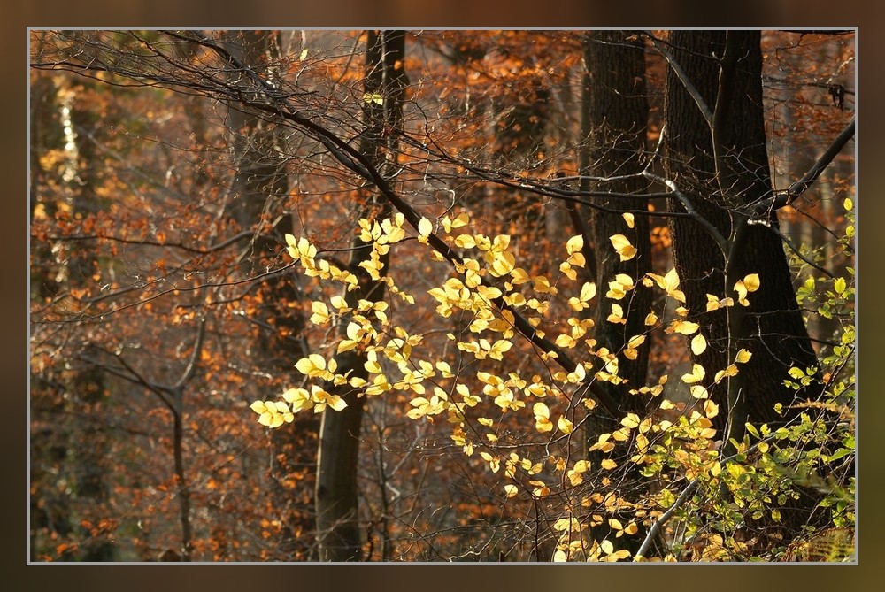 Herbststimmung