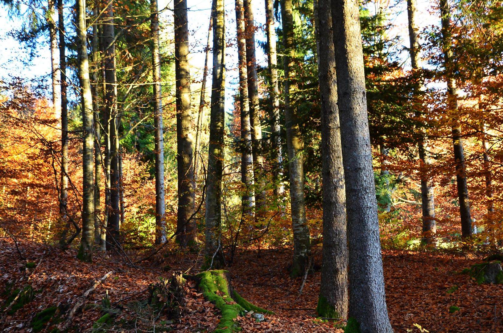 Herbststimmung