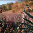 ...herbststimmung