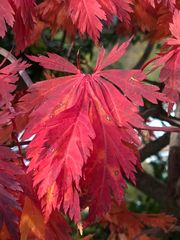 Herbststimmung.