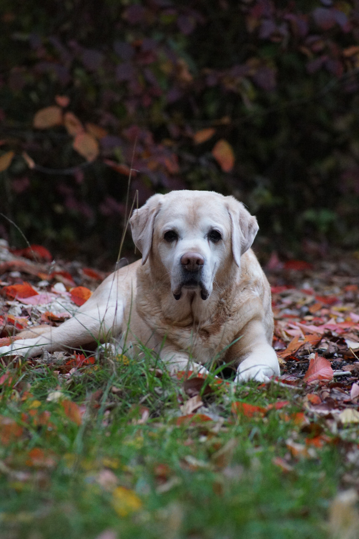 Herbststimmung