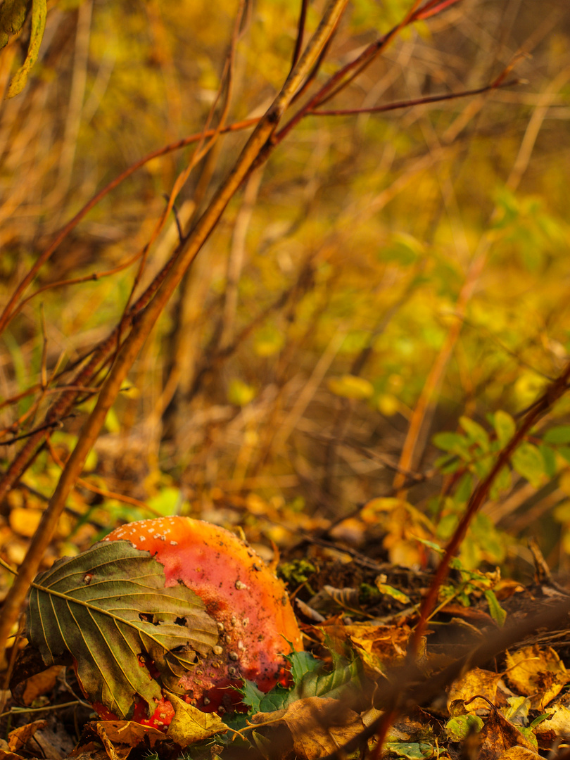 Herbststimmung