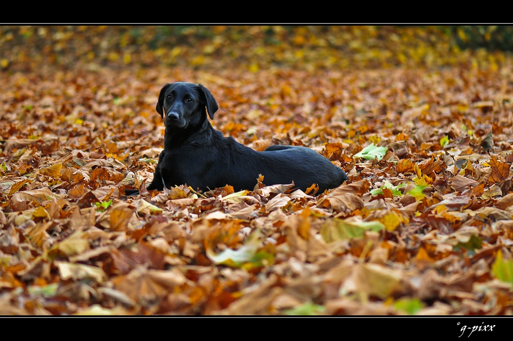 Herbststimmung