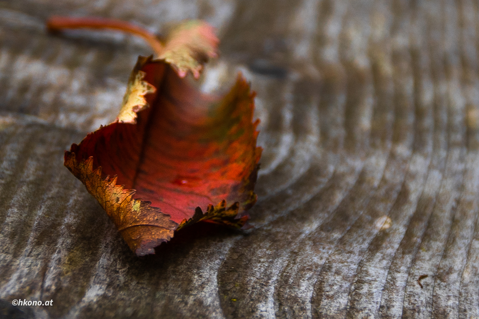 Herbststimmung