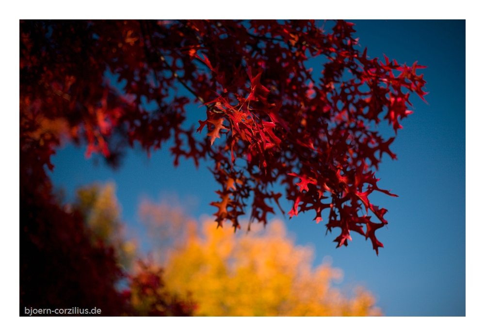 Herbststimmung 5