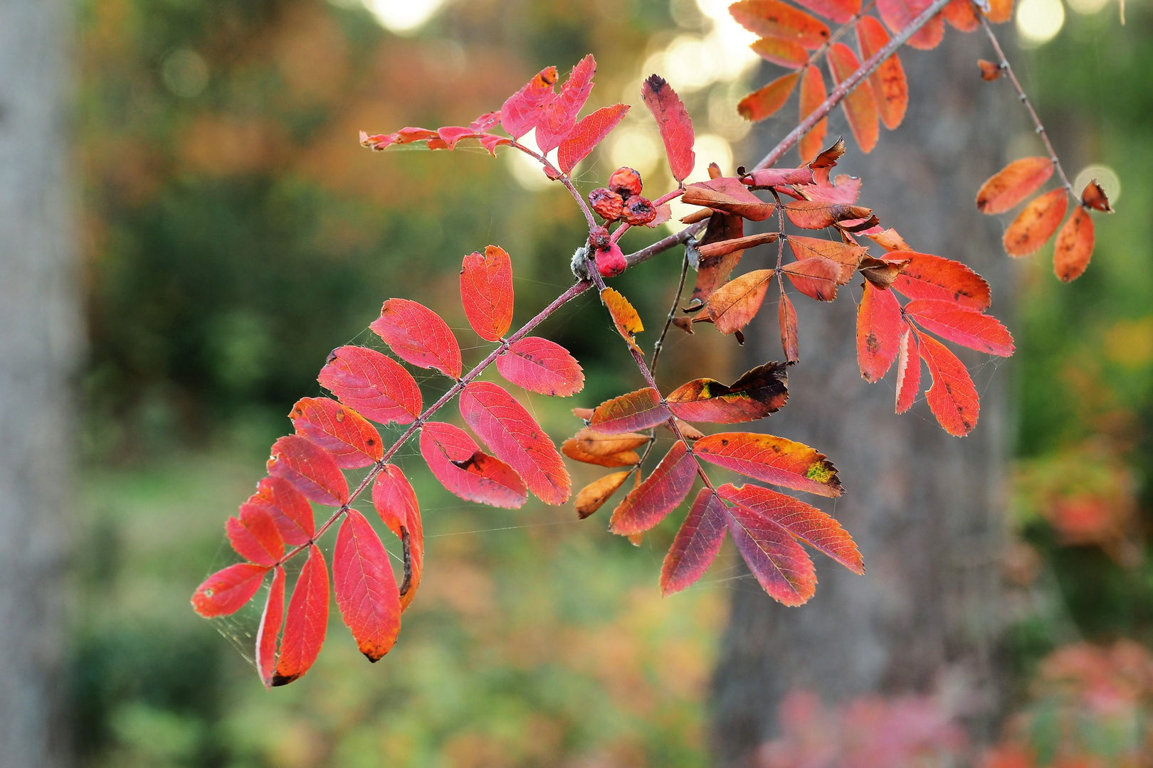 Herbststimmung