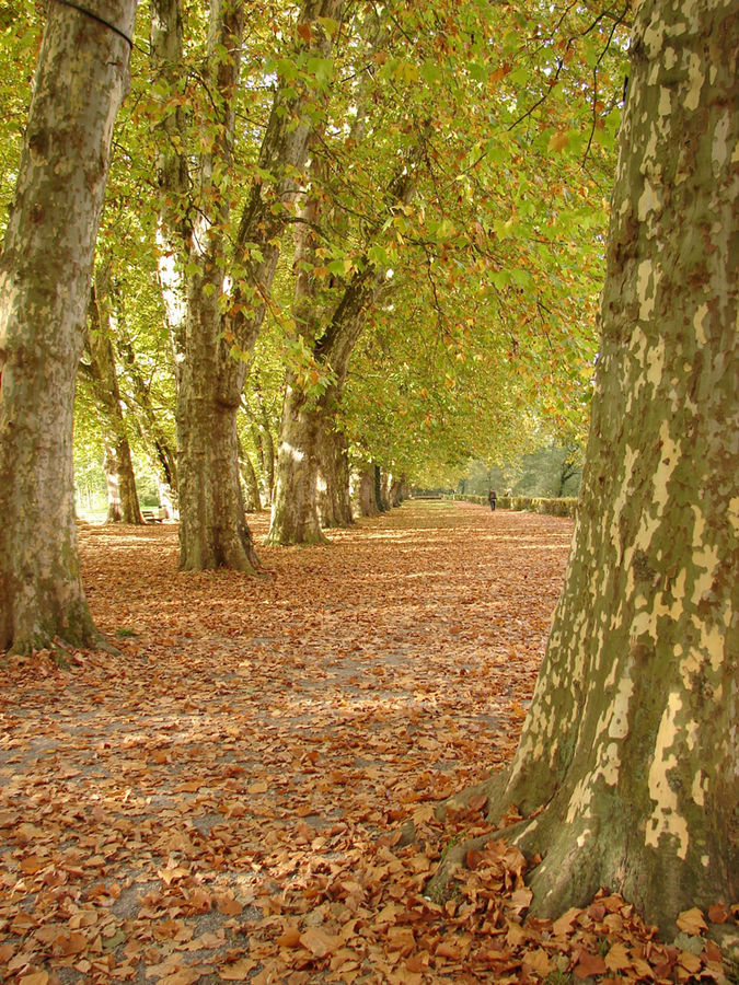 Herbststimmung