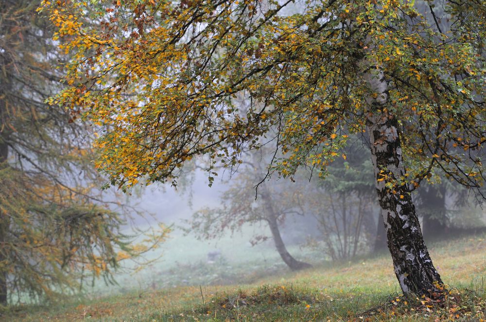 Herbststimmung