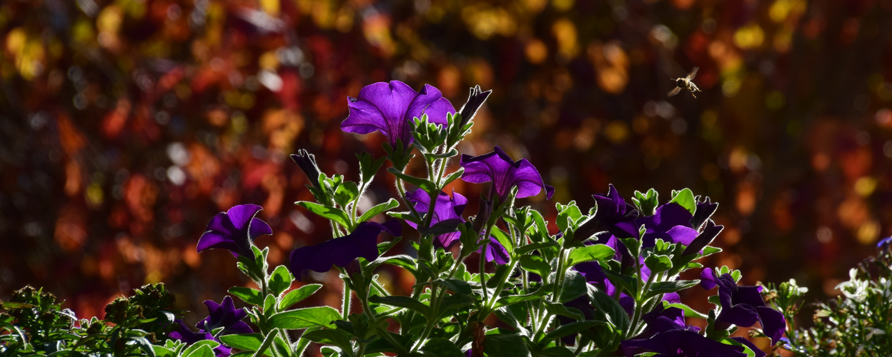 Herbststimmung