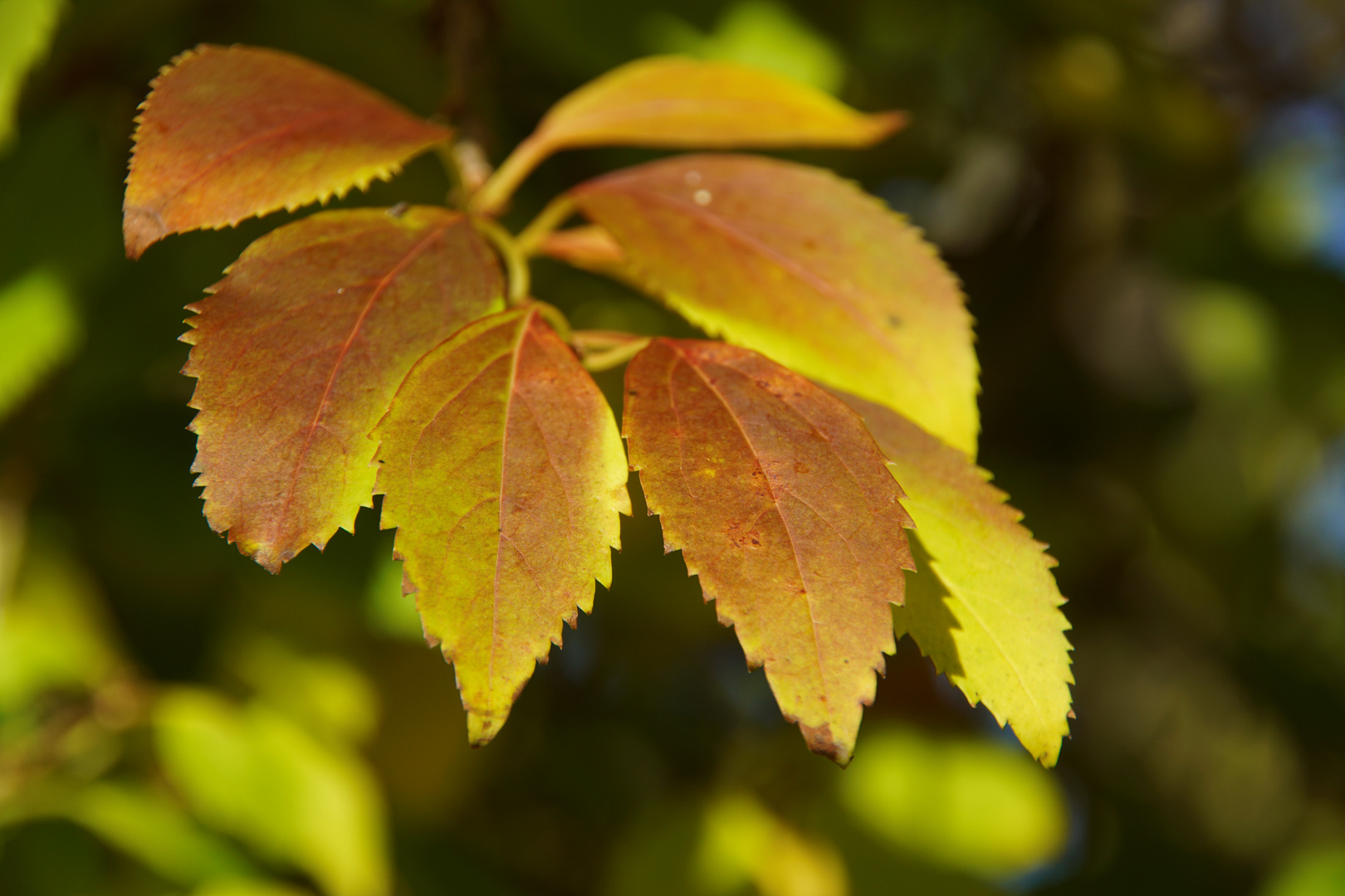 Herbststimmung