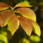 Herbststimmung