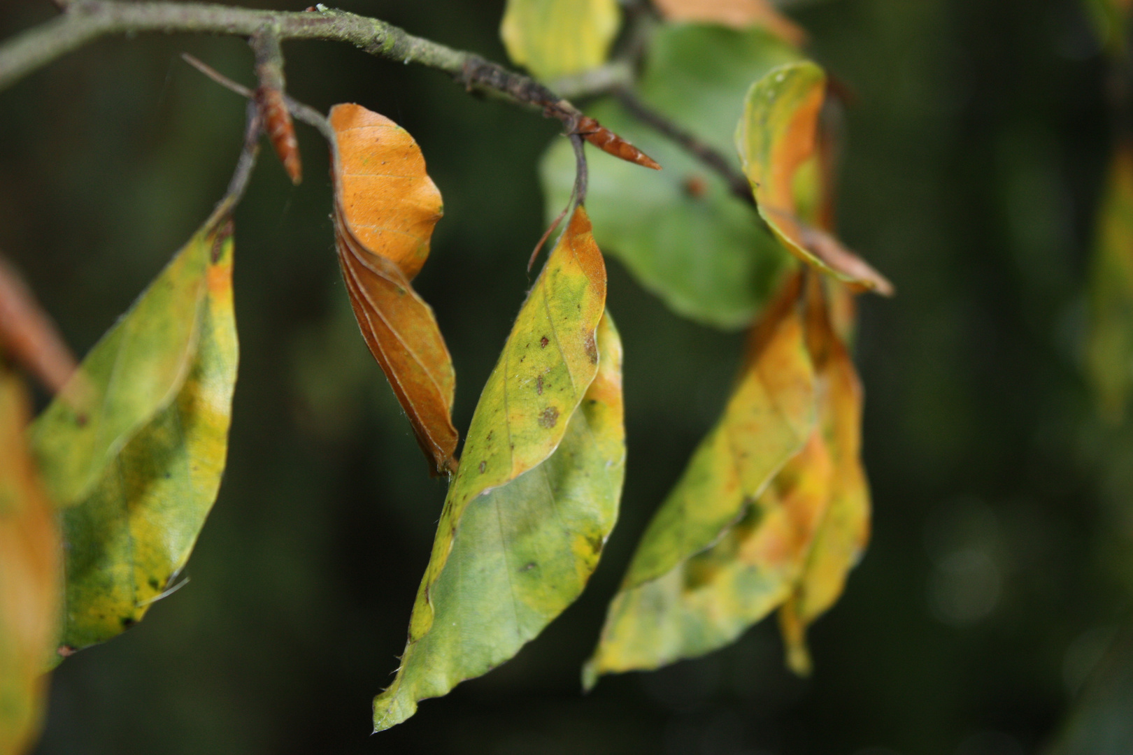 Herbststimmung