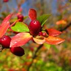 Herbststimmung