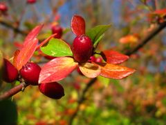 Herbststimmung