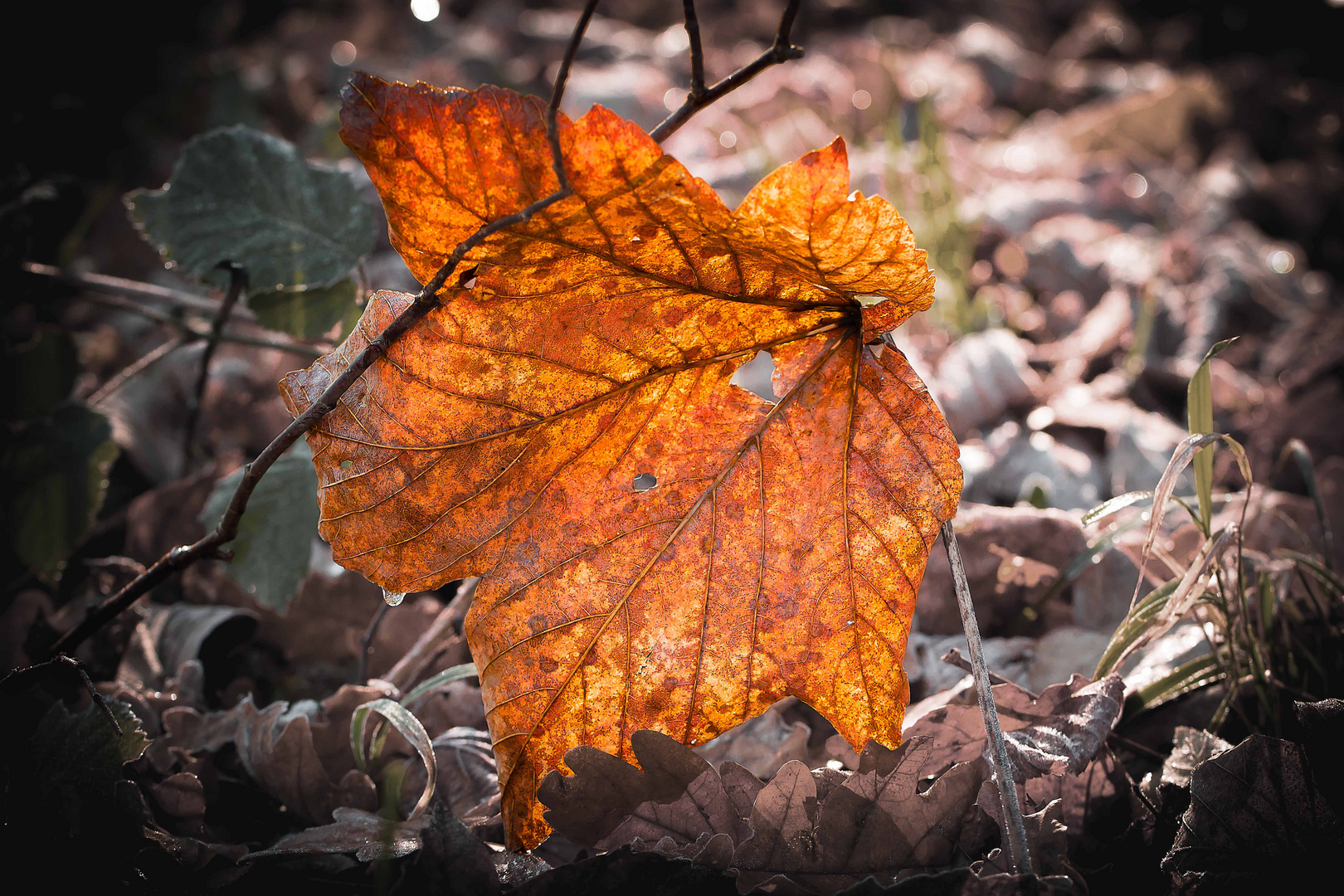 Herbststimmung Foto Bild Jahreszeiten Herbst Natur Und Tiere Bilder Auf Fotocommunity