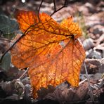 Herbststimmung