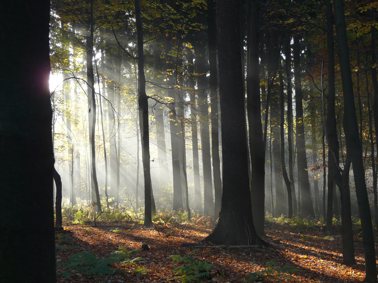 Herbststimmung